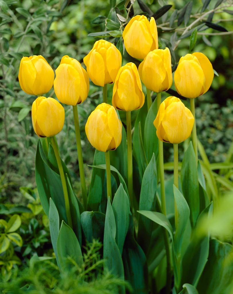 Tulip Golden Apeldoorn