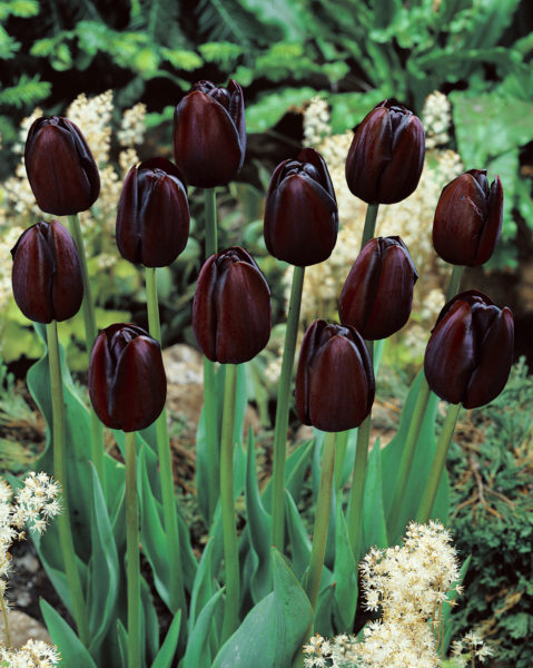 Tulppaani Queen of Night, 50 sipulia/pussi