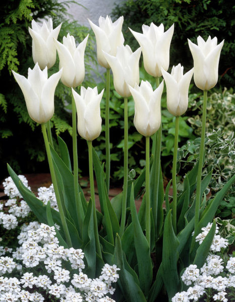 Tulppaani White Triumphator, 50 sipulia/pussi