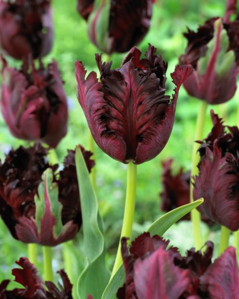 Tulppaani Black Parrot, 50 sipulia/pussi