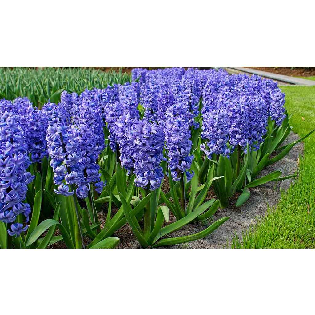 Hyasintti Delft Blue