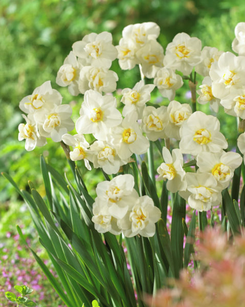 Narsissi Cheerfulness