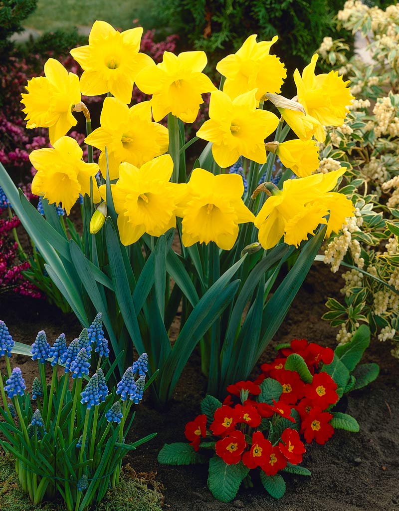 Narcis Dutch Master