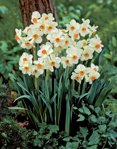 Narsissi Geranium (daffodil miniature)
