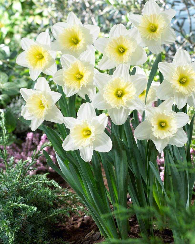 Narcis Ice Follies, 50 kpl/pussi