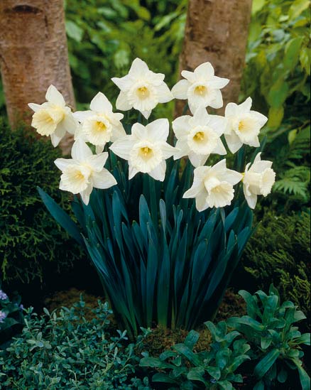 Narcis Mount Hood, 50 kpl/pussi