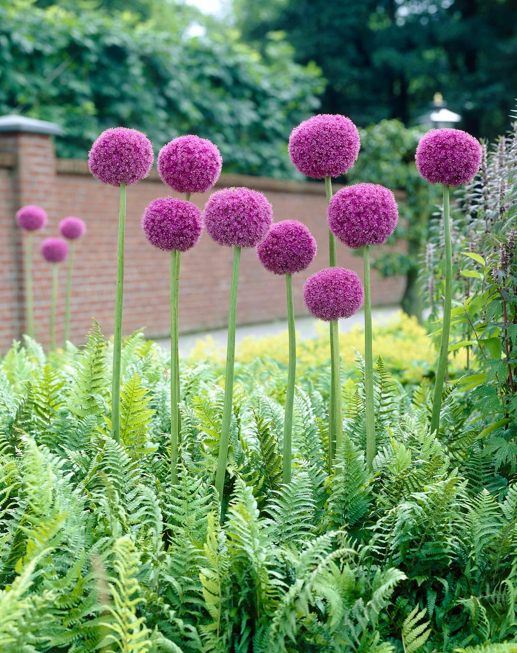 Allium Giganteum