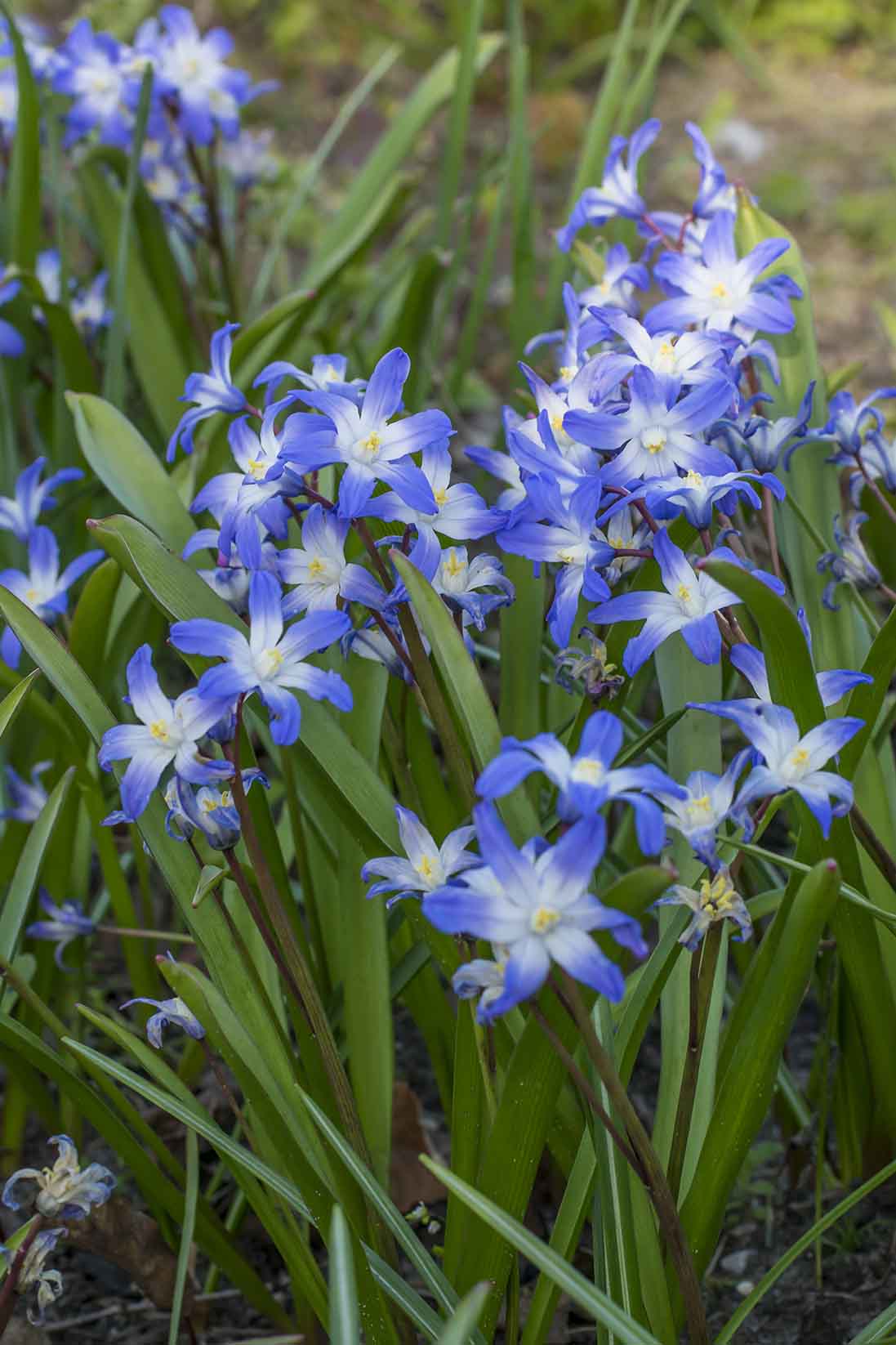 Kirjokevättähti Chionodoxa Forbesii
