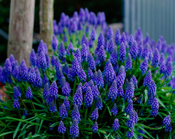 Tummahelmililja Muscari Armeniacum