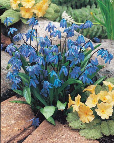Idänsinililja Scilla Siberica, 100 sipulia/pussi