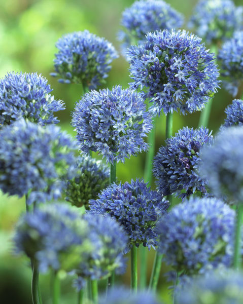 Laukka Caeruleum (azureum)