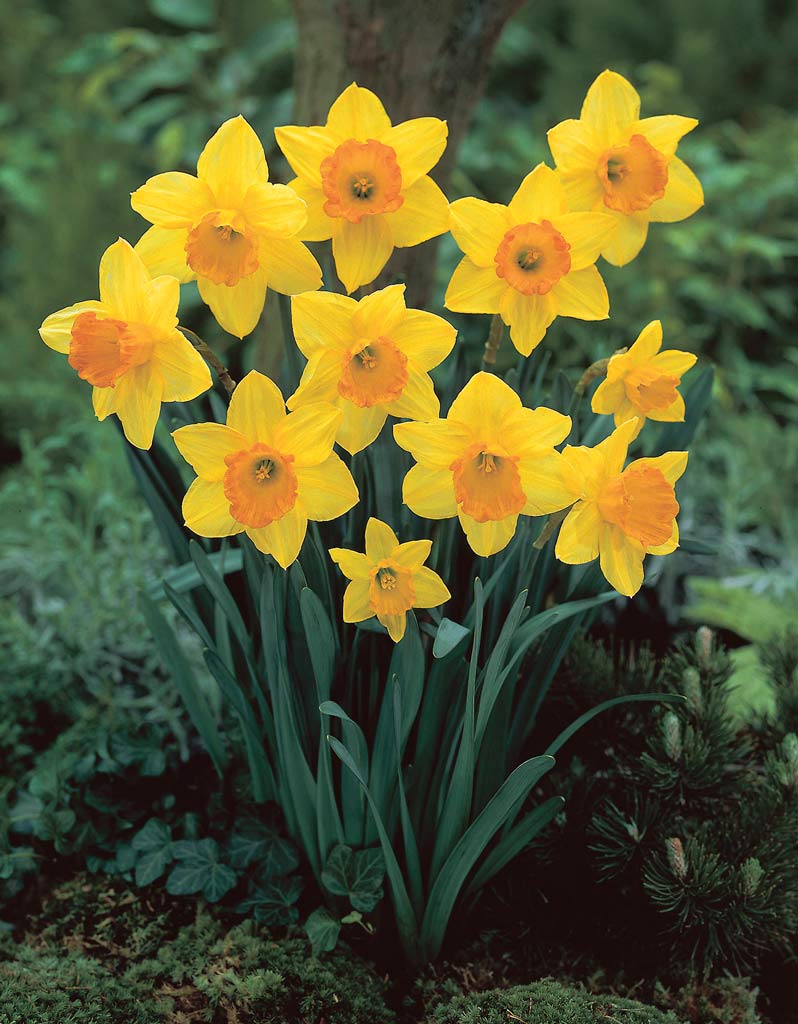 Narcis Fortune, 50 kpl/pussi