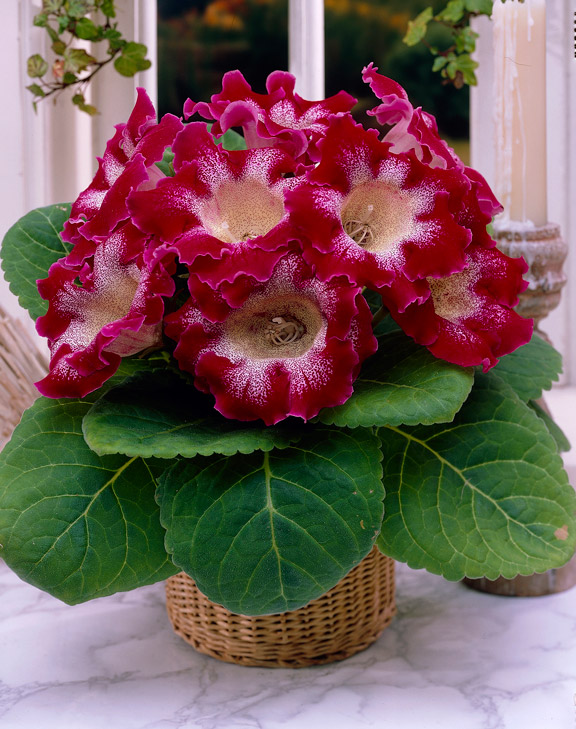 Suppilokukka Roi des Rouges