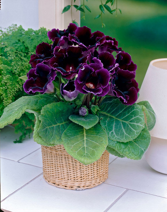 Suppilokukka Violacea 1 kpl
