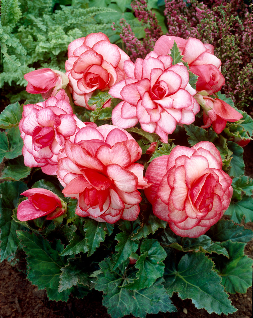Mukulabegonia Bouton de Rose 3 kpl/pussi