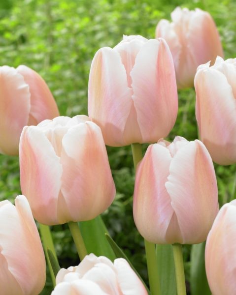 Tulppaani Apricot Pride, 50 sipulia/pussi