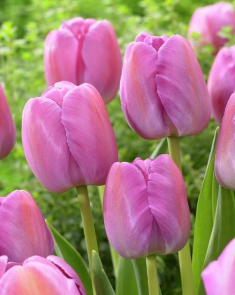 Tulppaani Purple Pride, 50 sipulia/pussi