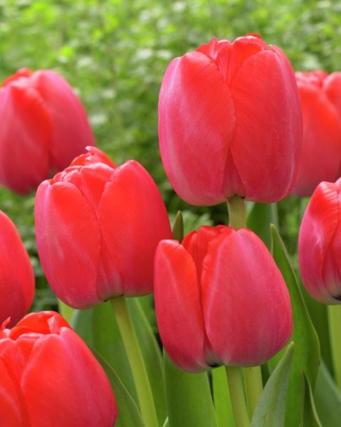 Tulppaani Red Pride, 50 sipulia/pussi