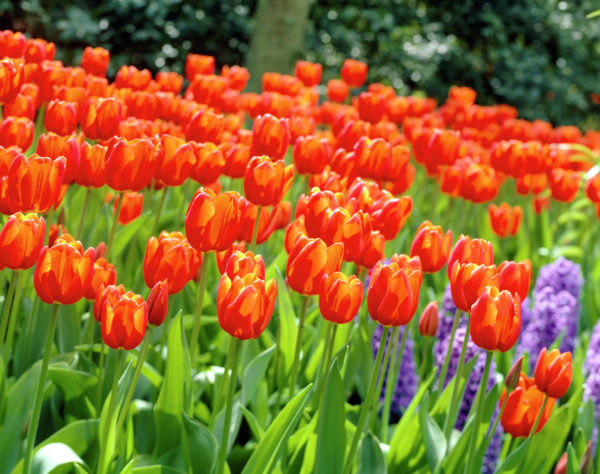 Tulppaani Orange Dream, 50 sipulia/pussi