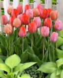 Tulppaanilajitelma Pink Promise, 50 sipulia/pussi