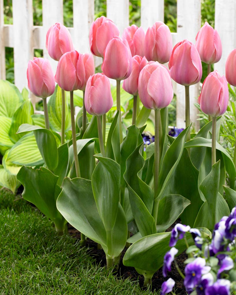 Tulppaani Mystic Van Eijk