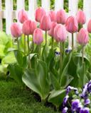 Tulppaani Mystic Van Eijk, 50 sipulia/pussi