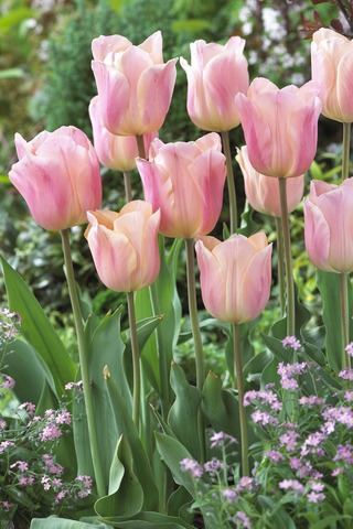 Tulppaani Apricona, 50 sipulia/pussi