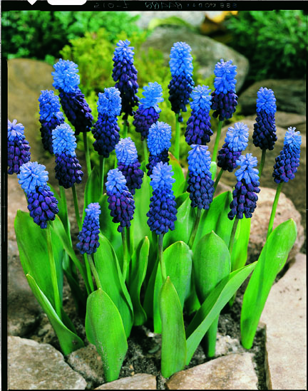 Isohelmililja Muscari Latifolium