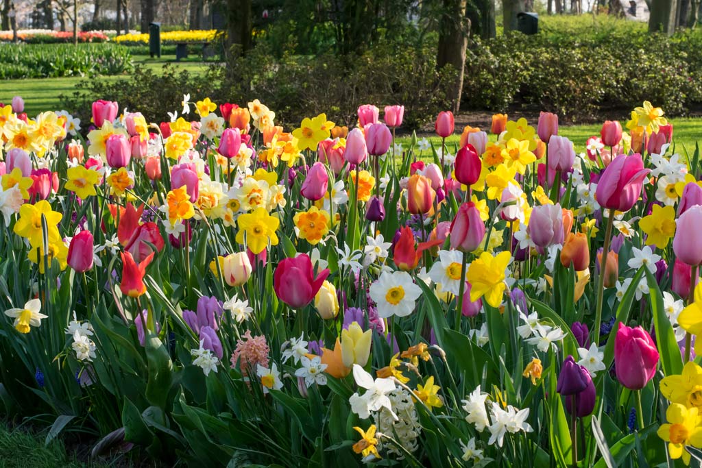 Tulip/Narcis Blend Ratatouille, 50 kpl/pussi