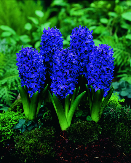 Hyasintti Peter Stuyvesant, Blue Trophy