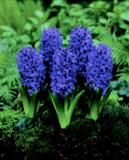 Hyasintti Peter Stuyvesant (Blue Trophy), 25 sipulia/pussi