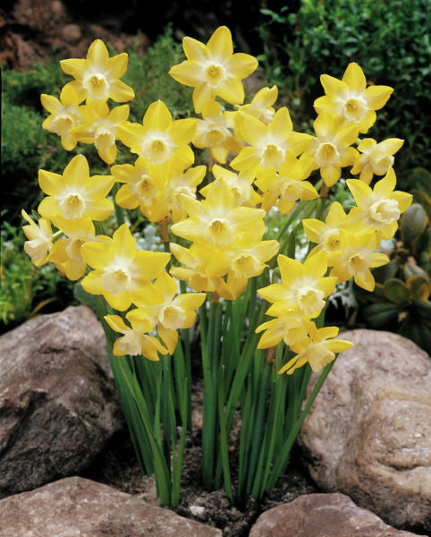 Narsissi Pipit (daffodil miniature)