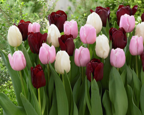 Tulppaanilajitelma Romance in Bloom, 50 sipulia/pussi