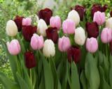 Tulppaanilajitelma Romance in Bloom, 50 sipulia/pussi