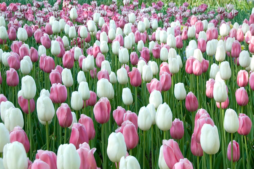 Tulip Marshmellow Fields, 50 kpl/pussi