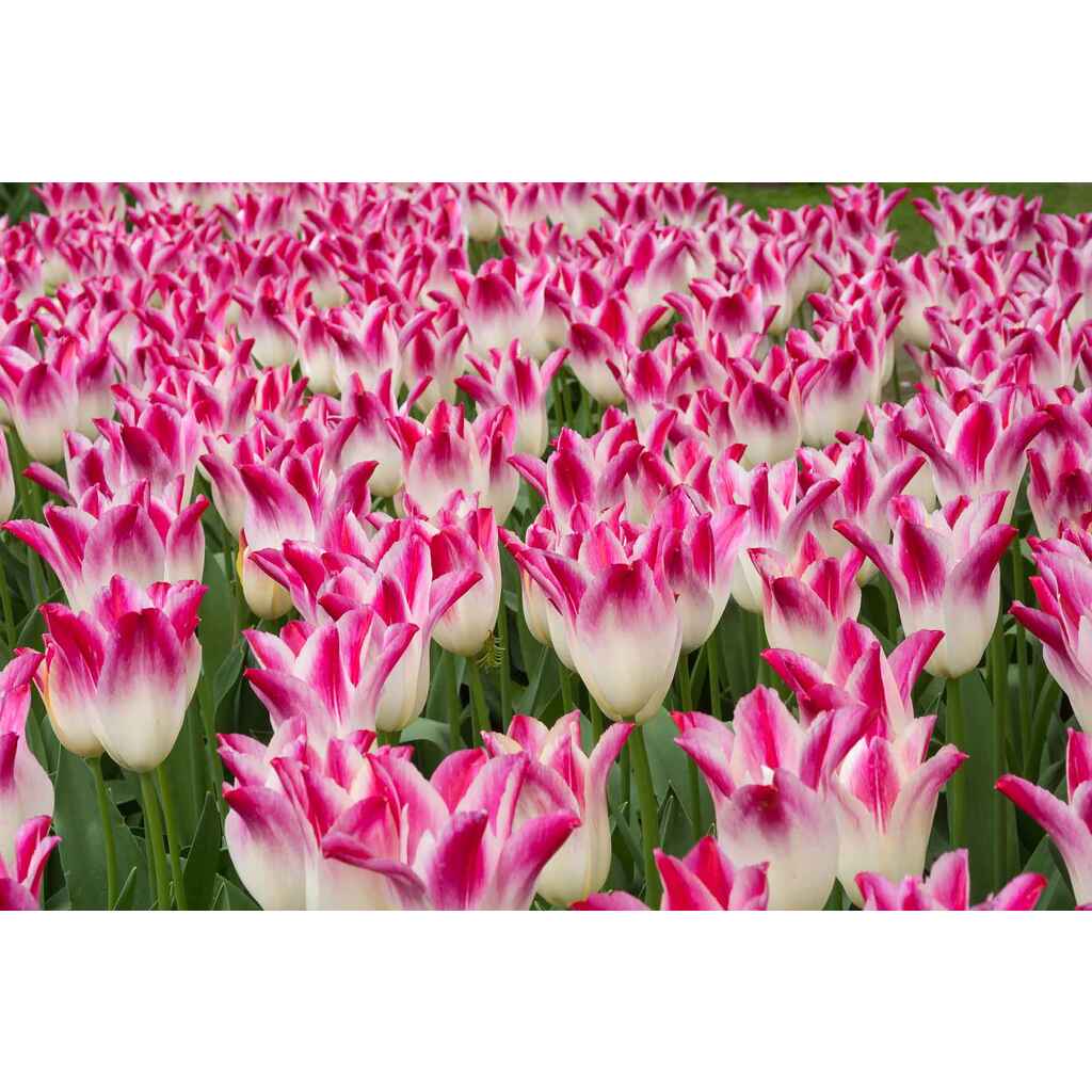 Tulppaani Whispering Dream