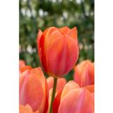 Tulppaani Apricot van Eijk, 50 sipulia/pussi