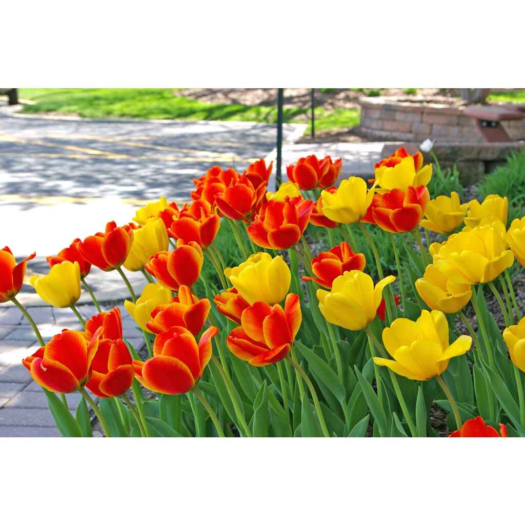 Tulppaanilajitelma Golden Embers