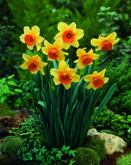 Narsissi fortissimo red devon