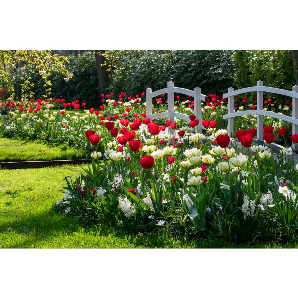 Tulppaanilajitelma Valentine Today, 50 sipulia/pussi