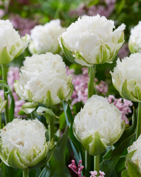Tulppaani Snow Crystal, 50 sipulia/pussi