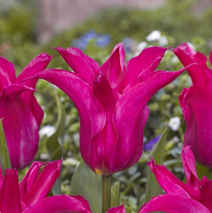 Tulppaani Oriental Pearl, 50 sipulia/pussi