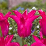 Tulppaani Oriental Pearl, 50 sipulia/pussi