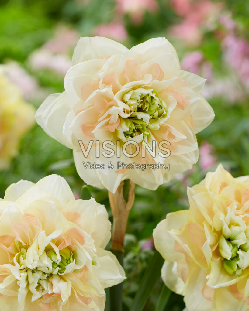 Narsissi Pom Pom Rose