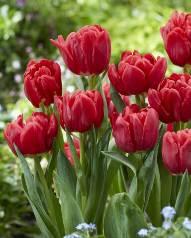Tulppaani Red Foxtrot, 50 sipulia/pussi