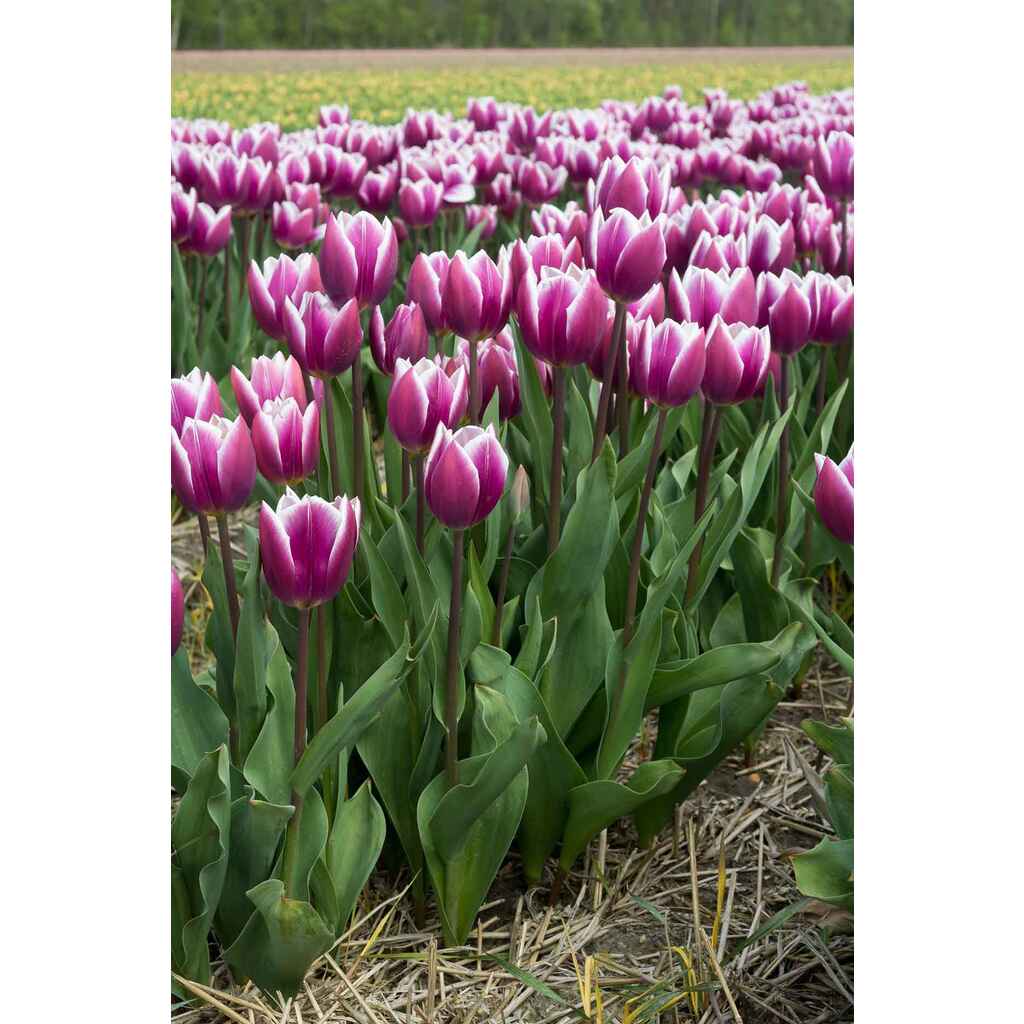 Tulppaani Synaeda Blue, 50 sipulia/pussi