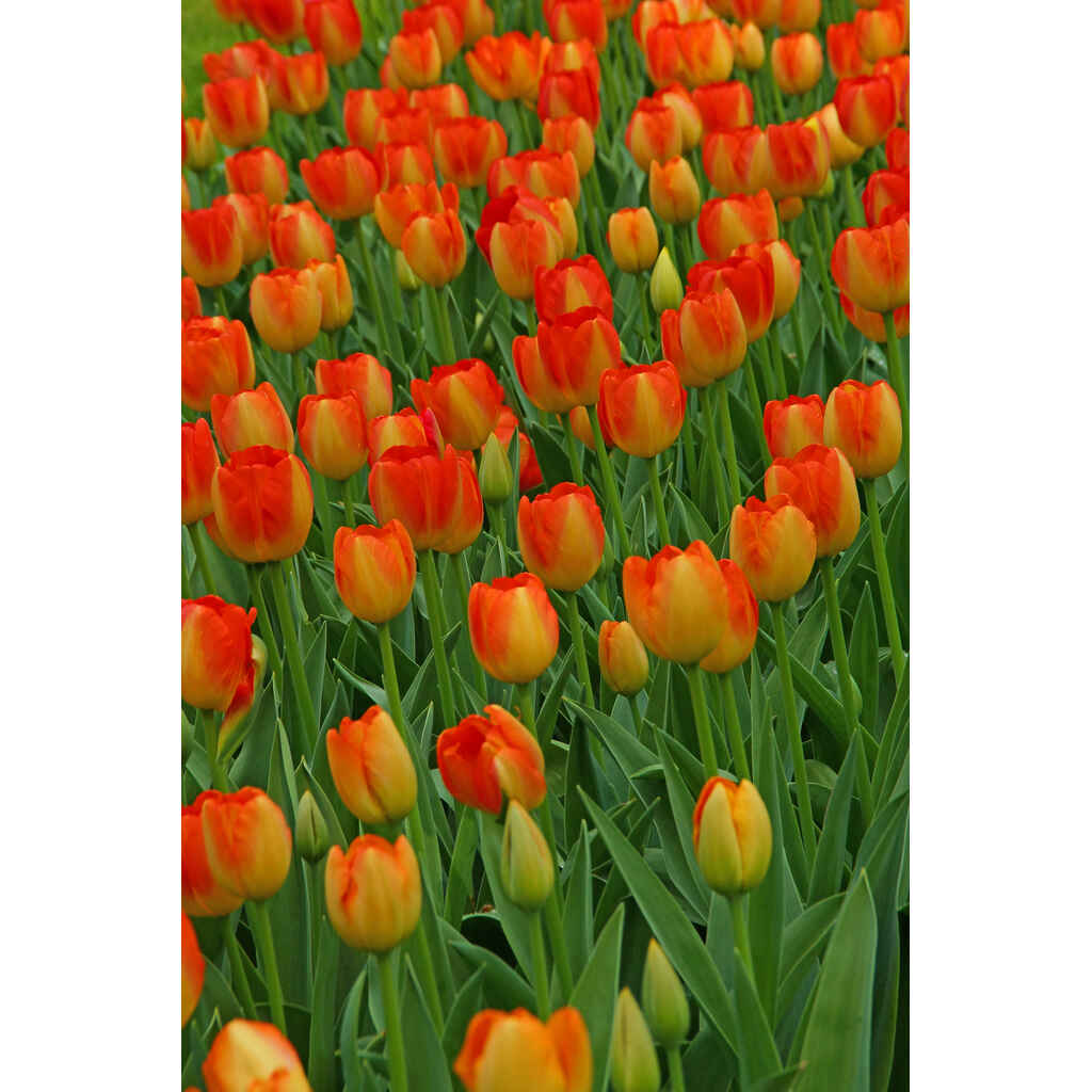 tulppaani 'Prins Claus'