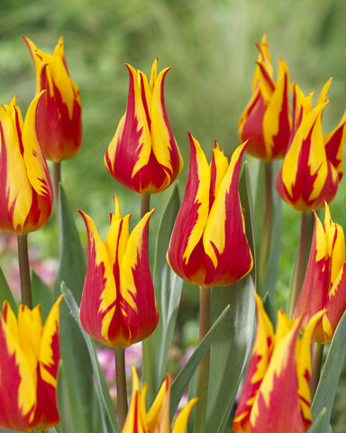 Tulppaani Firework