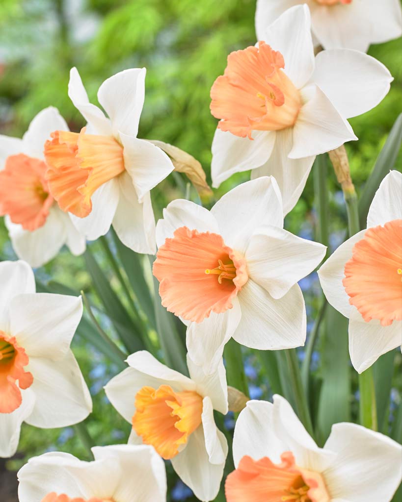 Narcis Chromacolor, 25 kpl/pussi