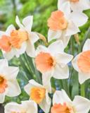 Narsissi Chromacolor, 25 sipulia/pussi